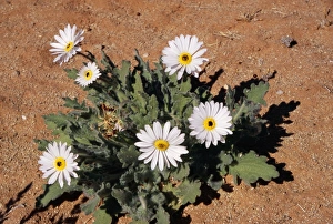 Images Dated 1st February 2005: African Daisy Richtersveld National Park, South Africa