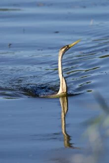 African Darter / Darter / Snakebird fishing in dam with body characteristically submerged
