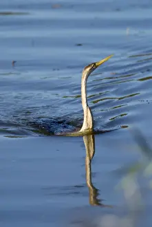 Snakebird Prints: African Darter / Darter / Snakebird fishing in dam with body characteristically submerged