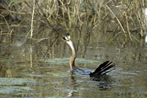 African Darter / Darter / Snakebird - swallowing recently caught tilapia fish; body characteristically submerged