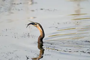 African Darter / Darter / Snakebird swallowing recently caught tilapia fish. Andries Vosloo Kudu Reserve, nr. Grahamstown, Eastern Cape, South Africa