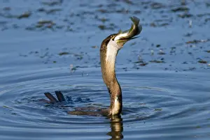 Snakebird Prints: African Darter / Darter / Snakebird swallowing recently caught tilapia fish; body characteristically submerged