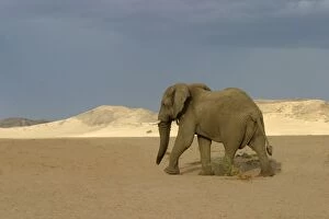 African Desert Elephant