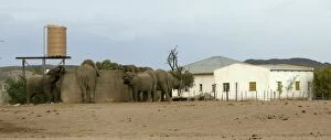 Images Dated 3rd January 2004: African Desert Elephant - drinking from man-made