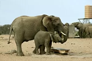 African Desert Elephant - drinking from man-made water supply