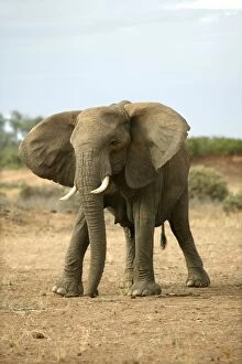 African Desert Elephant - female