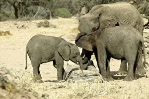 African Desert Elephant - group, drinking