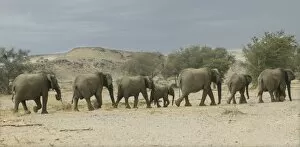 African Desert Elephant - herd