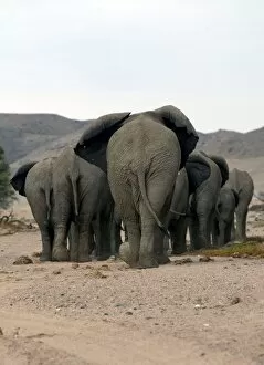 African desert elephant showing ears