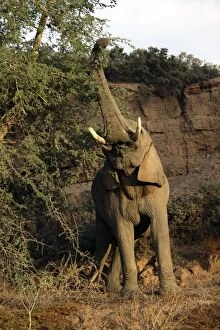 African Desert Elephant - stretching for food