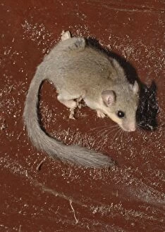 Images Dated 5th February 2005: African Dormouse, The Gambia, Africa