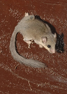 Images Dated 5th February 2005: African Dormouse, The Gambia, Africa