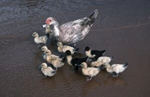 African duck with ten ducklings
