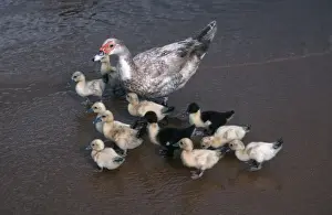 African duck with ten ducklings Lake Malawi Africa