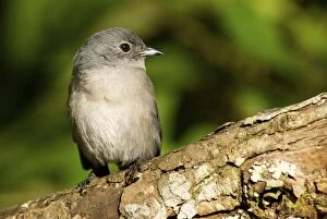 Images Dated 12th November 2008: African Dusky Flycatcher