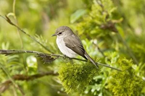 African Dusky Flycatcher. perched on branch -