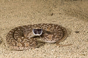 Images Dated 2nd June 2010: African Egg Eating Snake, Dasypeltis scabra