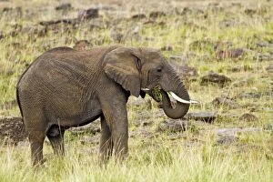 Images Dated 14th August 2011: African Elephant