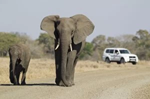 Images Dated 18th September 2010: African Elephant