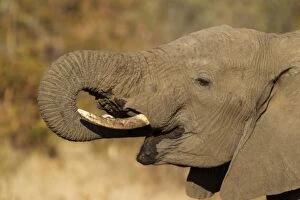 Images Dated 3rd September 2010: African Elephant