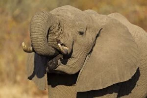Images Dated 3rd September 2010: African Elephant