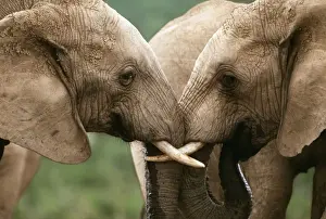 Greeting Prints: African Elephant CAN 1280 IUCN Endangered