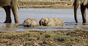 Images Dated 11th October 2007: African Elephant 2 Calves playing in the water Etosha National Park, Namibia, Africa