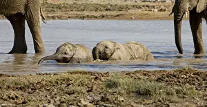 African Elephant 2 Calves playing in the water Etosha National Park, Namibia, Africa