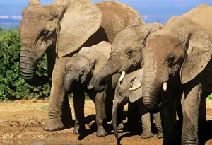 African Elephant Addo National Park, South Africa