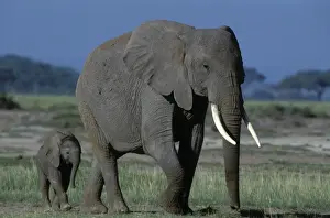 Following Prints: African Elephant - adult and calf. Africa
