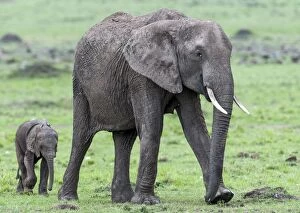 Images Dated 16th October 2014: African Elephant adult female and calf walking