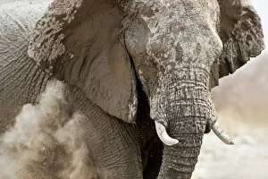 African Elephant - adult having a dust bath