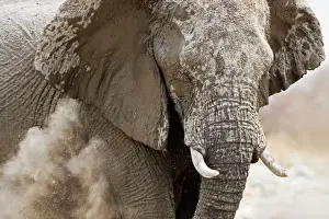 Elephants Prints: African Elephant - adult having a dust bath - Etosha National Park - Namibia - Africa