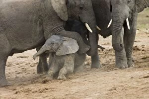 African Elephant - Adult resting foot on youngsters back