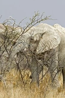 Images Dated 25th September 2009: African Elephant - adult white with dried mud feeding on thorn bush - Etosha National Park