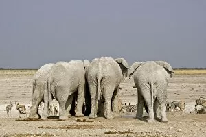 Images Dated 24th September 2009: African Elephant - adults crowded around a water hole with plains game waiting their turn - Etosha