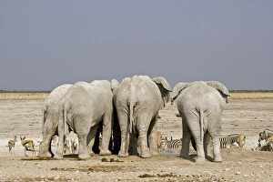 Images Dated 24th September 2009: African Elephant - adults crowded around a water hole with plains game waiting their turn - Etosha