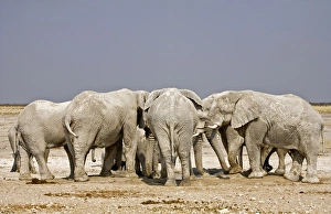 Images Dated 24th September 2009: African Elephant - adults crowding around a water hole - Etosha National Park - Namibia - Africa