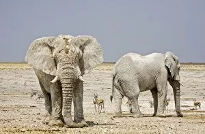 Images Dated 24th September 2009: African Elephant - two adults with Springbok in the background - Etosha National Park - Namibia