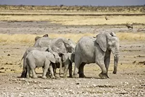 Images Dated 24th September 2009: African Elephant - adults and young on a trampled plain - Etosha National Park - Namibia - Africa