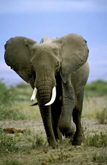 Images Dated 5th May 2006: African Elephant. Africa
