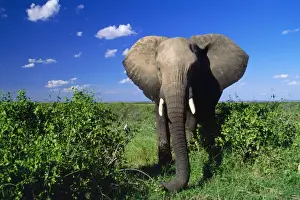 Power Prints: African Elephant Amboseli National Park, Kenya, Africa