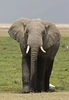 African Elephant Amboseli National Park, Kenya