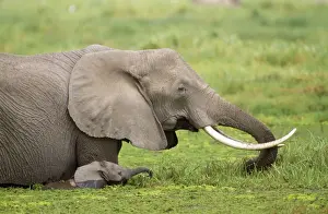 Swamps Prints: African Elephant - Amboseli National Park - Kenya - Africa