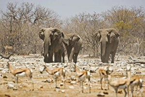Images Dated 25th April 2000: African Elephant Approaching a herd of springbok Goas, Etosha National Park, Namibia, Africa