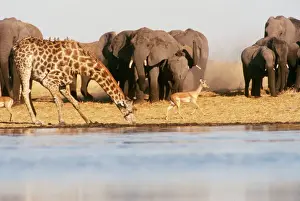 Antelopes Prints: African Elephant - approaching water hole with Giraffe & Impala. Botswana, Africa