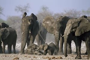 African Elephant - Babies play fighting with herd looking on