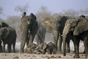 Wrestling Prints: African Elephant - Babies playfighting with herd looking on - Etosha National Park
