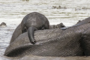 Images Dated 24th November 2006: African Elephant - Baby playing after heavy rain - Chobe National Park - Botswana - Africa