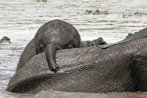 African Elephant - Baby playing after heavy rain - Chobe National Park - Botswana - Africa